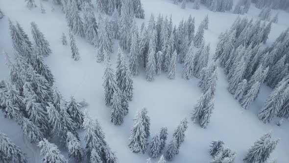 Aerial drone view: snowy pine trees. Winter in the mountains