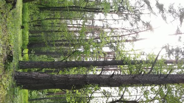 Vertical Video of a Forest with Pine Trees