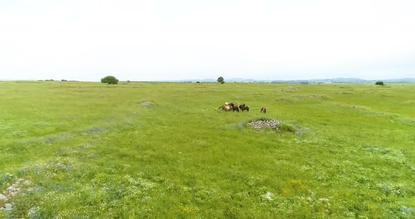 Aerial view of horses in a grassland landscape, Golan Heights, Israel.