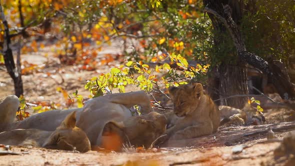 African lion in Kruger National park, South Africa