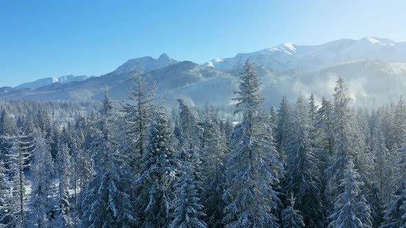 Flight Over a Fabulous Snowcovered Forest on the Slopes of the Mountains Rocky Mountains in the