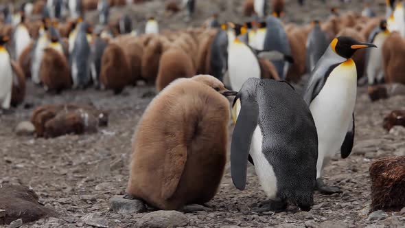 King Penguins On South Georgia Island