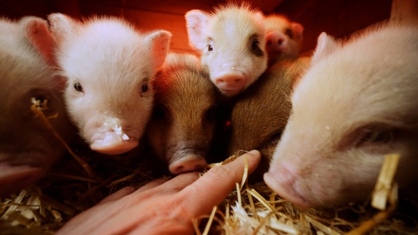 Piglets | Curious and cute mini pigs at an organic farm 