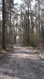 Vertical Video of a Road in the Forest Slow Motion