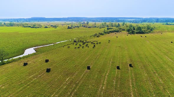 Drone Fly above Large Group of Cows and Sheeps Grazing in a Field.