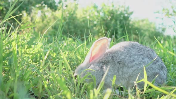 Cute Fluffy Light Gray Domestic Rabbit with Big Mustaches Ears Eats Young Juicy Green Grass Bright