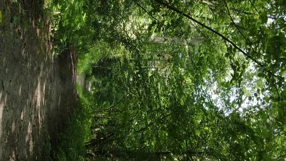 Vertical Video of a Forest with Trees