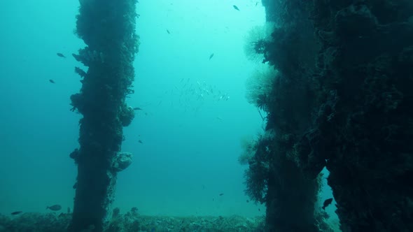 Amazing Underwater Coral Reef Underside a Pier with Tropical Fishes and Sea Life