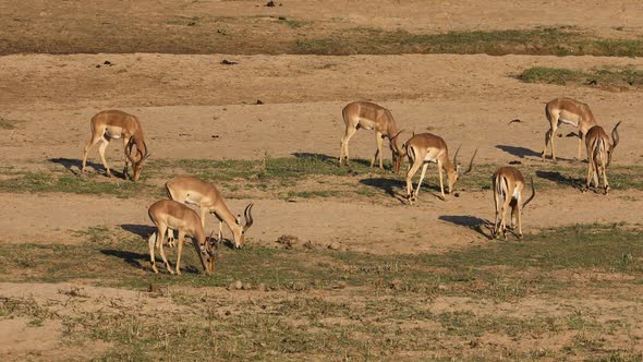 Impala Antelopes Grazing