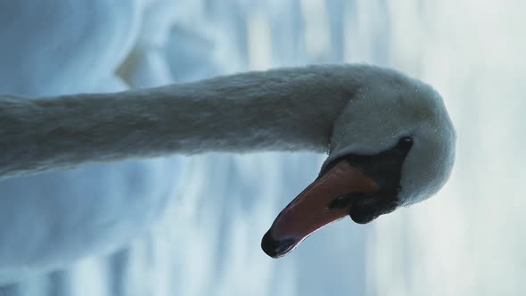 Vertical wildlife bird video of Swans (cygnus) on a lake, swimming in the water, British birdlife in