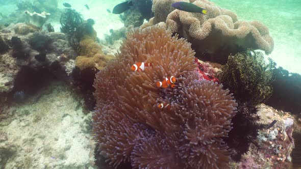Clownfish Anemonefish in Anemone