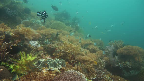 Coral Reef with Fish Underwater. Camiguin, Philippines