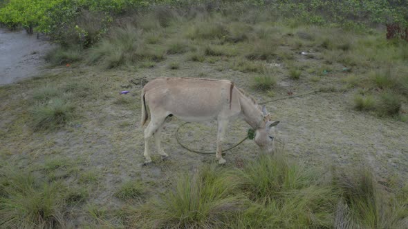 Circling around a grey colored donkey that is grazing