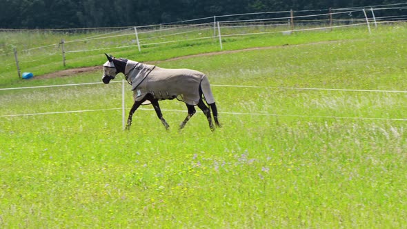 The horse runs around the meadow