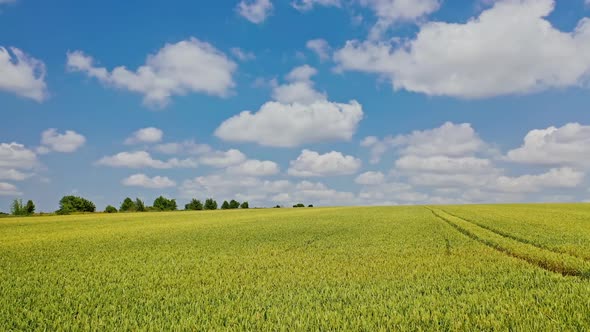 Young plants growing in the field on the natural landscape