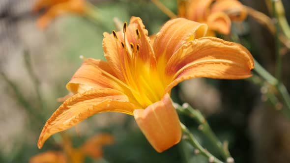 Details of Hemerocallis fulva tiger flower bud in the garden 4K 2160p 30fps UltraHD footage - Orange