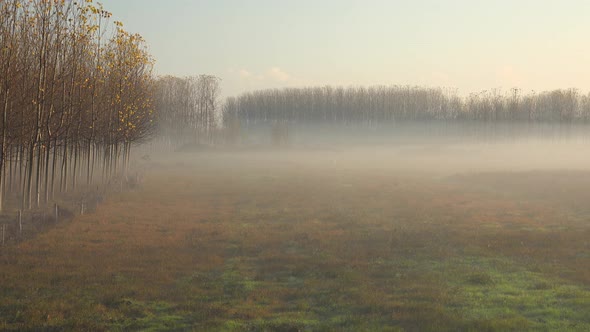 Haze on the Fields