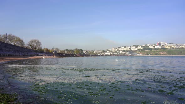 Green marine algae washes up on a beach in Torbay near Torquay in Devon England