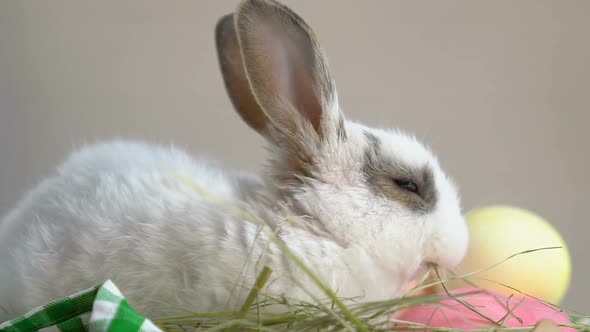 Fluffy Bunny Enjoying Fresh Grass, Sitting in Basket With Easter Eggs, Symbol