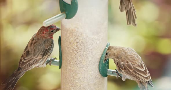 Few Small Red Headed Sparrows at Bird Feeder Blurry Green Garden on Background