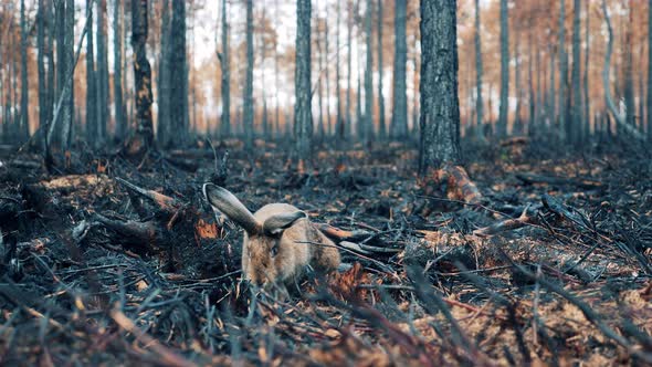 A Rabbit in the Middle of the Burntout Woods