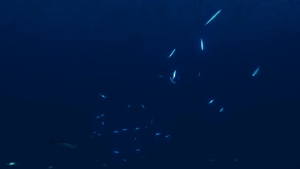 Glowing Fishes at the Bottom of the Ocean alt