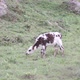 Calf eating grass in the field in Colombia. - VideoHive Item for Sale