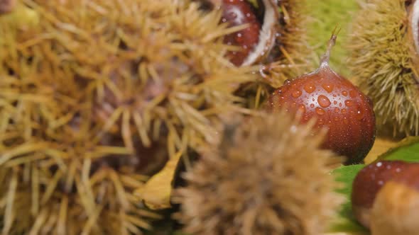 Castanea Sativa, Hedgehog Chestnuts, Chestnut fruit and peeled Seasonal Fresh Food