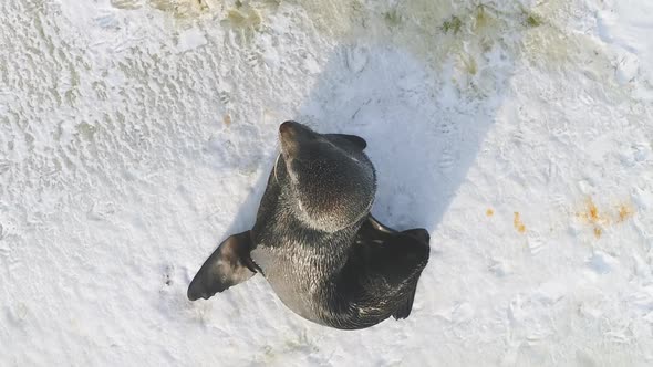 Fur Seal Rest on Snow Surface Top Down View