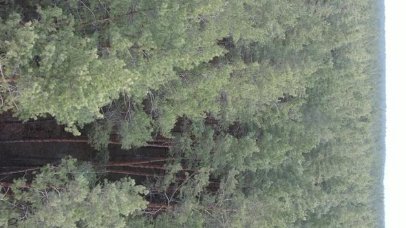 Vertical Video of Trees in a Pine Forest Slow Motion