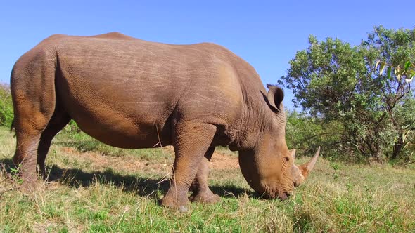 Rhino Grazing in Savannah at Africa