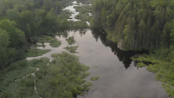 Flying over river within dense lush green wilderness