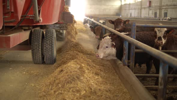 Cattle farm, feed pouring.