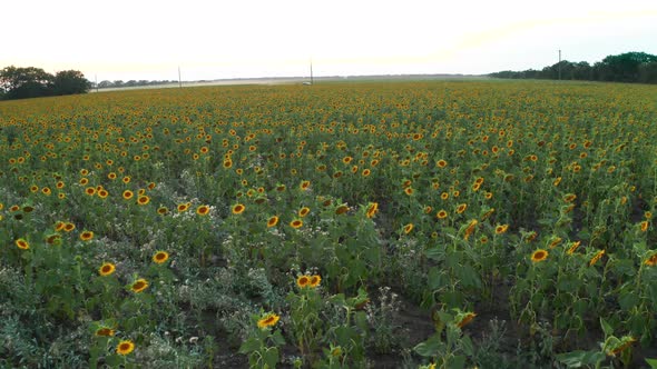 Sunflower Sunset 9