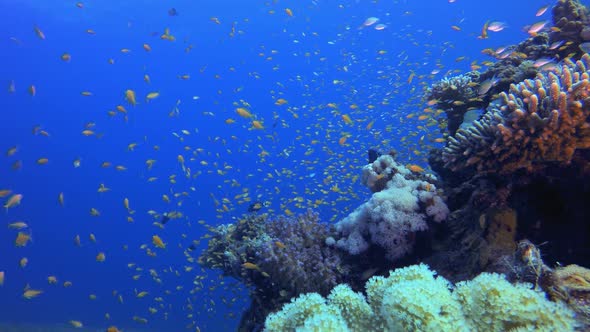 Coral Reef Fish Scene