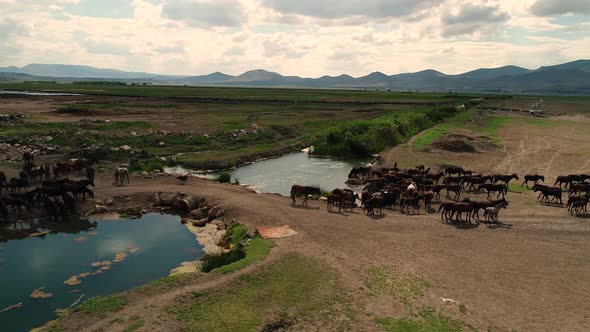 View Of Wild Horses