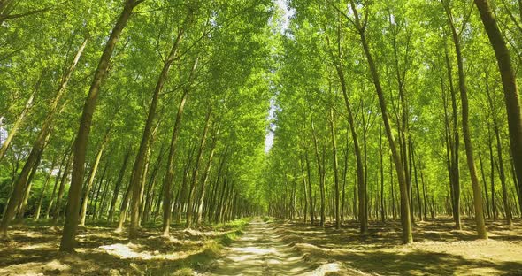 Green Forest High Tree with Green Foliage