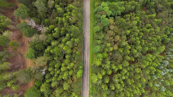 Top Down Aerial View Flying Over Forest Road with Car
