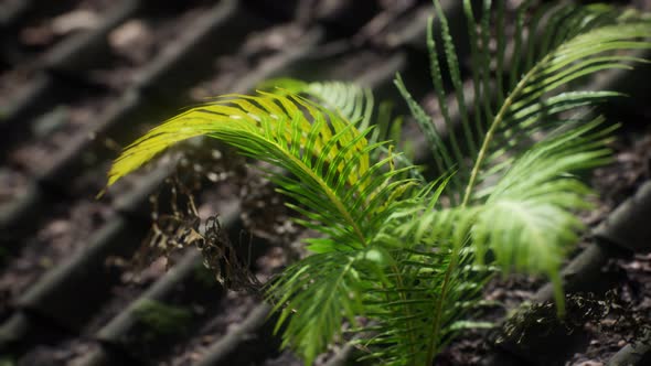 Moss and Fern on Old Roof