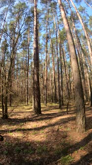 Vertical Video of the Forest Landscape Slow Motion