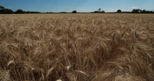 Wheat field in Occitanie, France