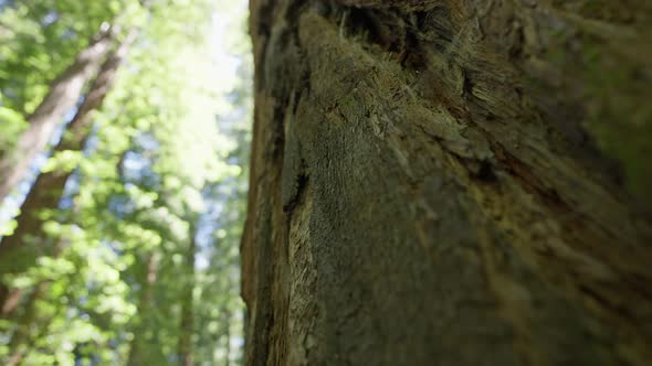 Big Redwood Tree