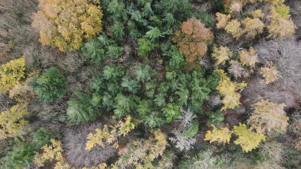 Late Autumn Trees In Wicklow Mountain Forest In Ireland. - aerial top down