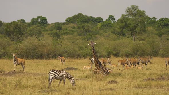 Antelopes, zebras and a giraffe in Masai Mara