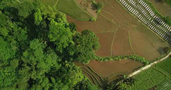 aerial drone view of terraced rice fields, characteristic of the agricultural industry in Asia, trop