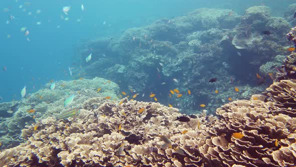 The Underwater World of a Coral Reef. Leyte, Philippines.