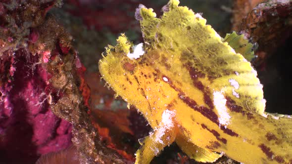 Yellow leaf scorpionfish (Taenianotus triacanthus) profile view sitting on coral reef