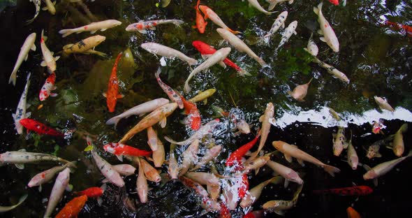 Koi Fish Cyprinus Caprio Cyprinus Rubrofuscus Swim with Reflections and Small Waves on the Surface