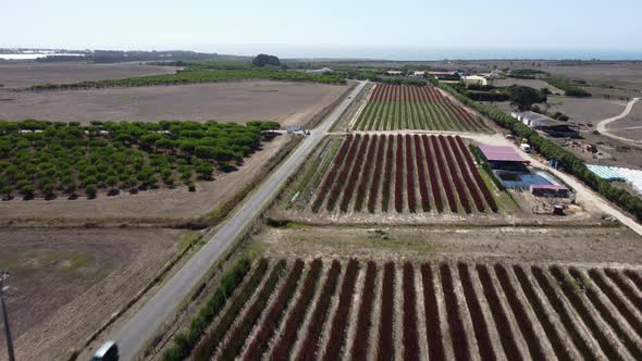 Aerial View Of Cars Driving In Countryside Road Passing By Red Protea Flower Plantation.