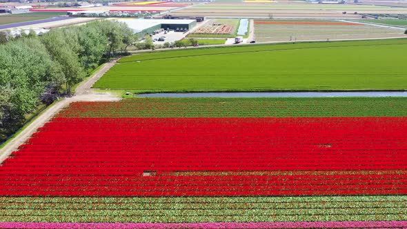 Aerial View of Tulip Bulb-Fields in Springtime, Holland, the Netherlands